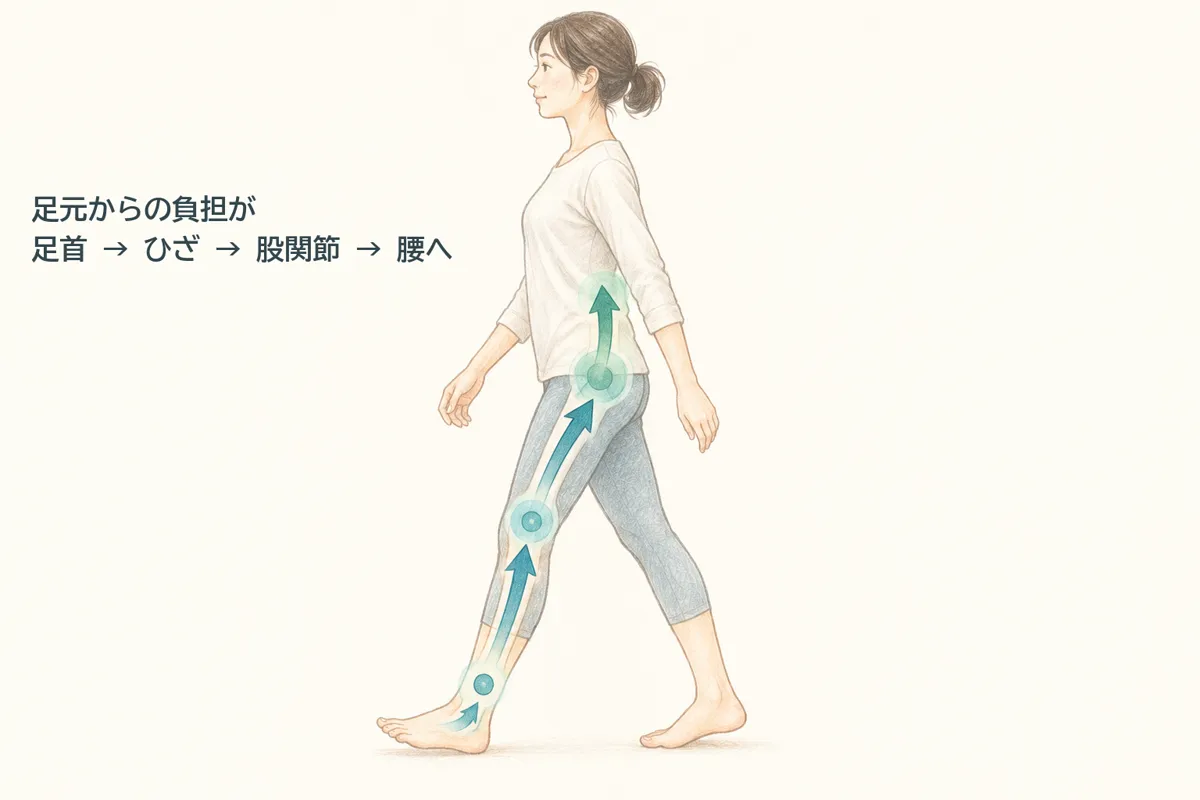 歩いている人の脚の図。足元からの負担が、足首、ひざ、股関節、腰へと上がっていく